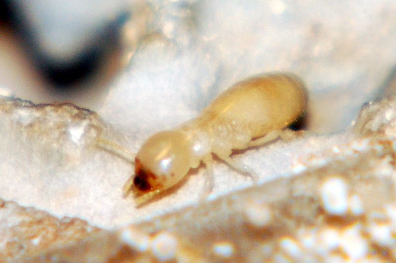 Dunrite Termite Pest Control Fun Facts