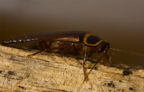 Dunrite Cockroach Pest Control Fun Facts