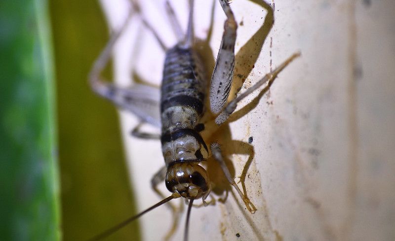 Dunrite Pest Control Fun Facts