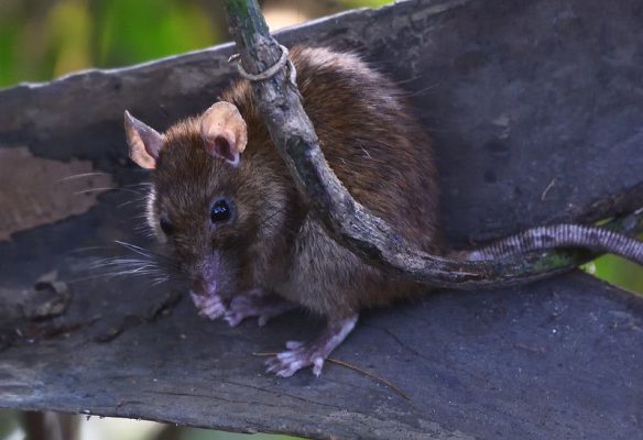 Dunrite Rodents Fun Facts