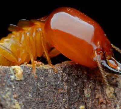 Dunrite Termite Close up