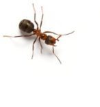 Dunrite Pest Control for Ants
