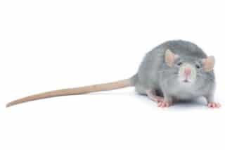 Dunrite Pest Control for Rodents