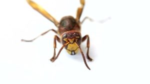 Dunrite Pest Control for Wasps