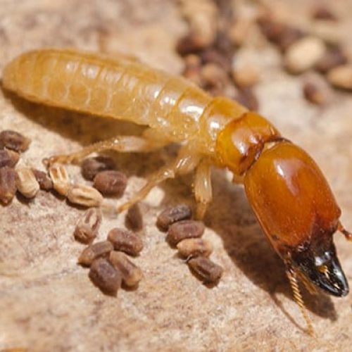 Dunrite Termite Full Body Close up