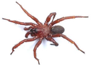 Dunrite Pest Control for Spiders