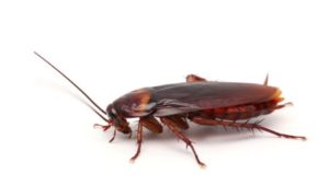Dunrite Pest Control for Cockroaches