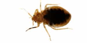 Dunrite Pest Control for Bed Bugs