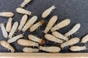 Dunrite Termite Bunch