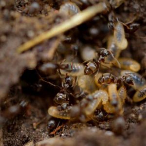 Dunrite Termites Live and Active