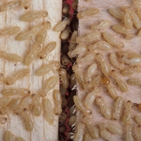 Dunrite Termite Colony