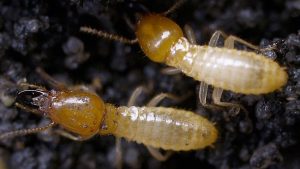 Dunrite Termite White Ants