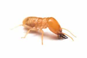 Dunrite Pest Control for Termites