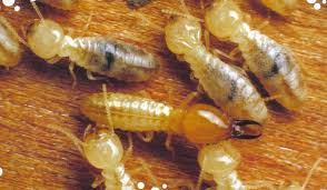 Dunrite Termite Close ups