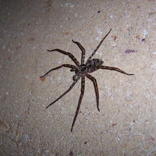 Dunrite Huntsman Spider
