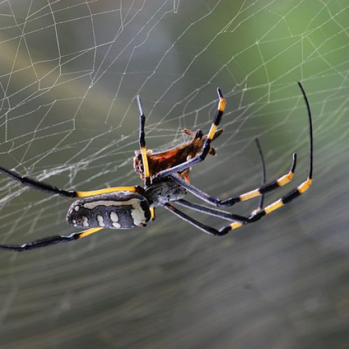 Dunrite Webbing Spider