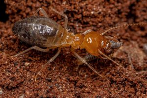dunrite-identifying-termites.jpg