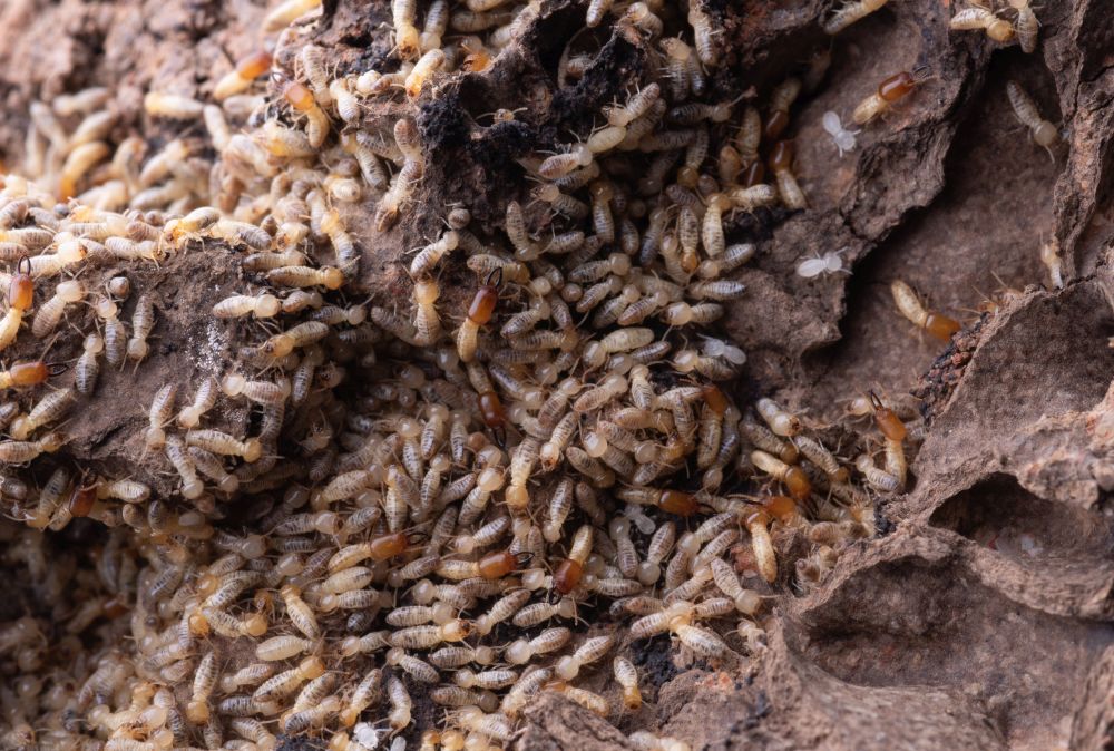 dunrite-termites-in-the-yard
