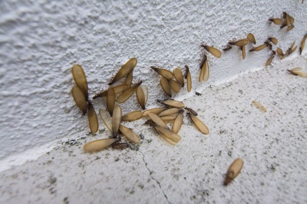 dunrite flying termites min